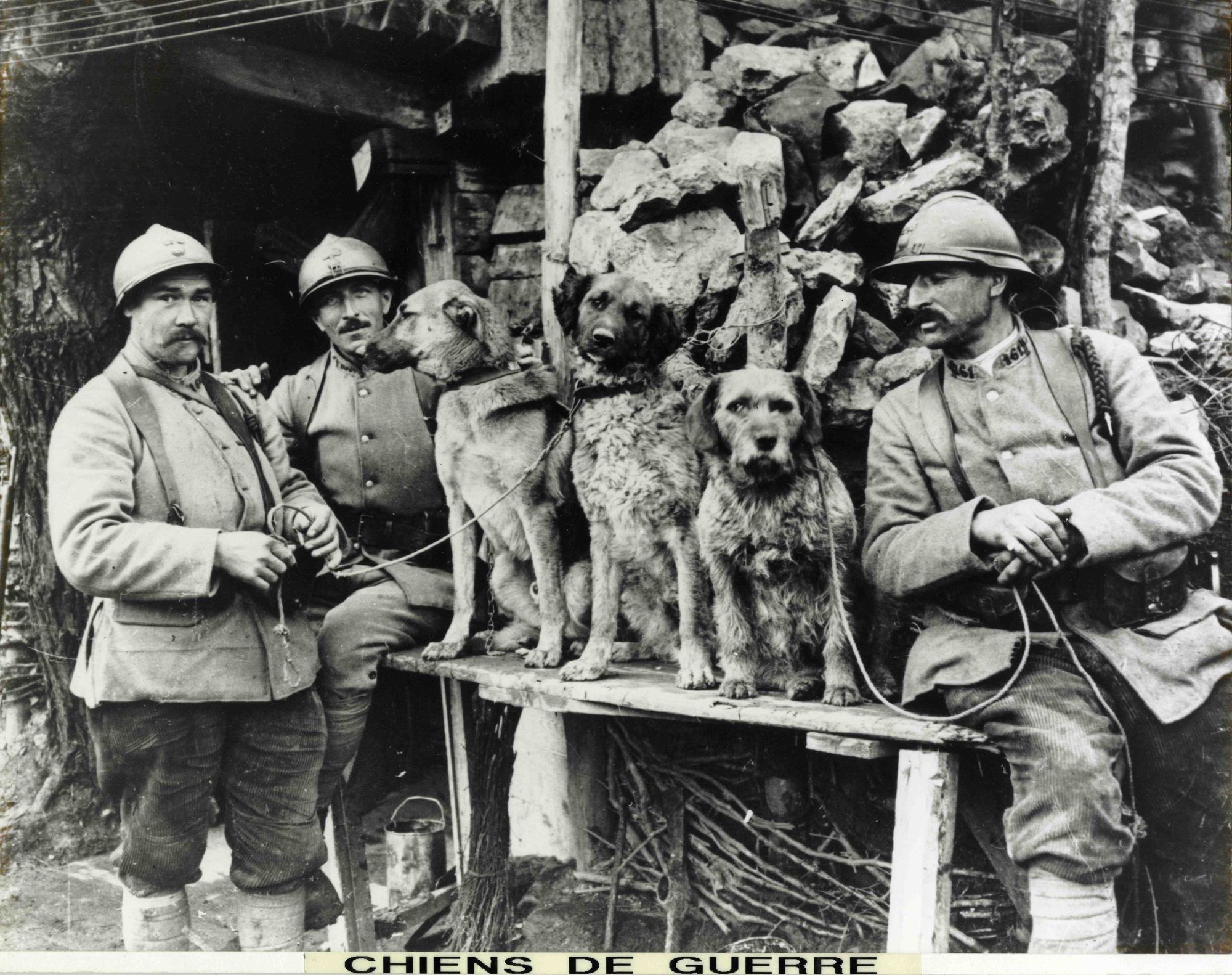 18 Num 49 Chiens De Guerre Une Societe Traumatisee Le Cantal Dans La Premiere Guerre Mondiale 1915 1918 Photographies Cartes Postales Affiches Plans