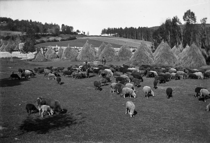 Moutons paissant à proximité des meules de foin sur le couderc, commune de Neuvéglise. 