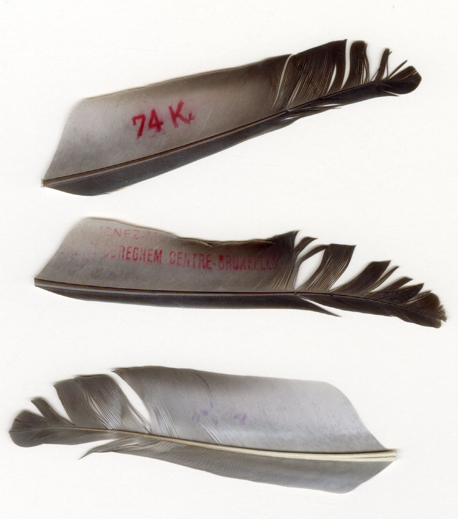 Un pigeon chez les « poulets »