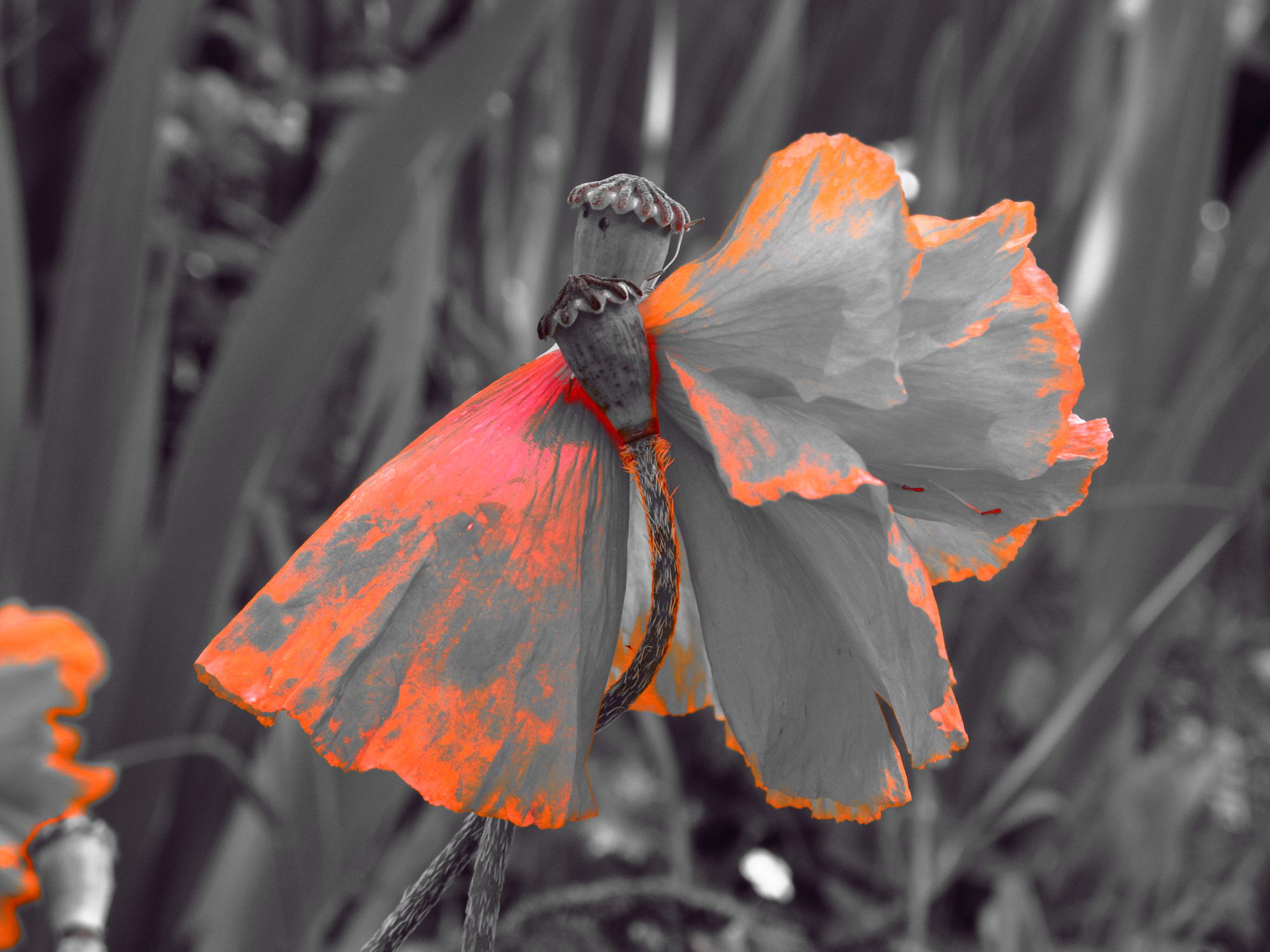 Dans le jardin de Jeanne-Eléonore